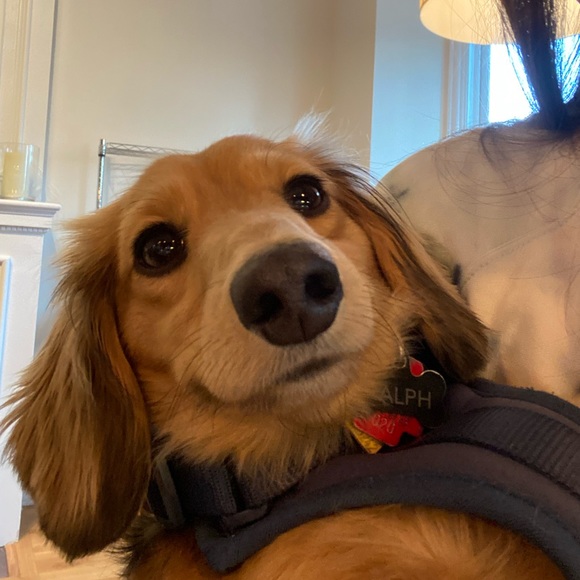 Meet your Posher, Lindsay - Picture 1 of 1